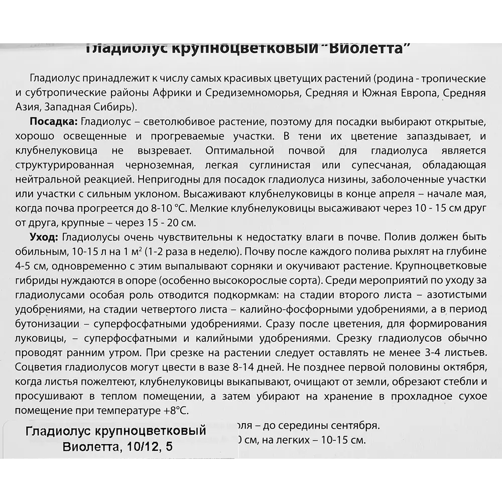 Фото 3 Гладиолус крупноцветковый Виолетта 100 мм Фото 3 Гладиолус крупноцветковый Виолетта 100 мм