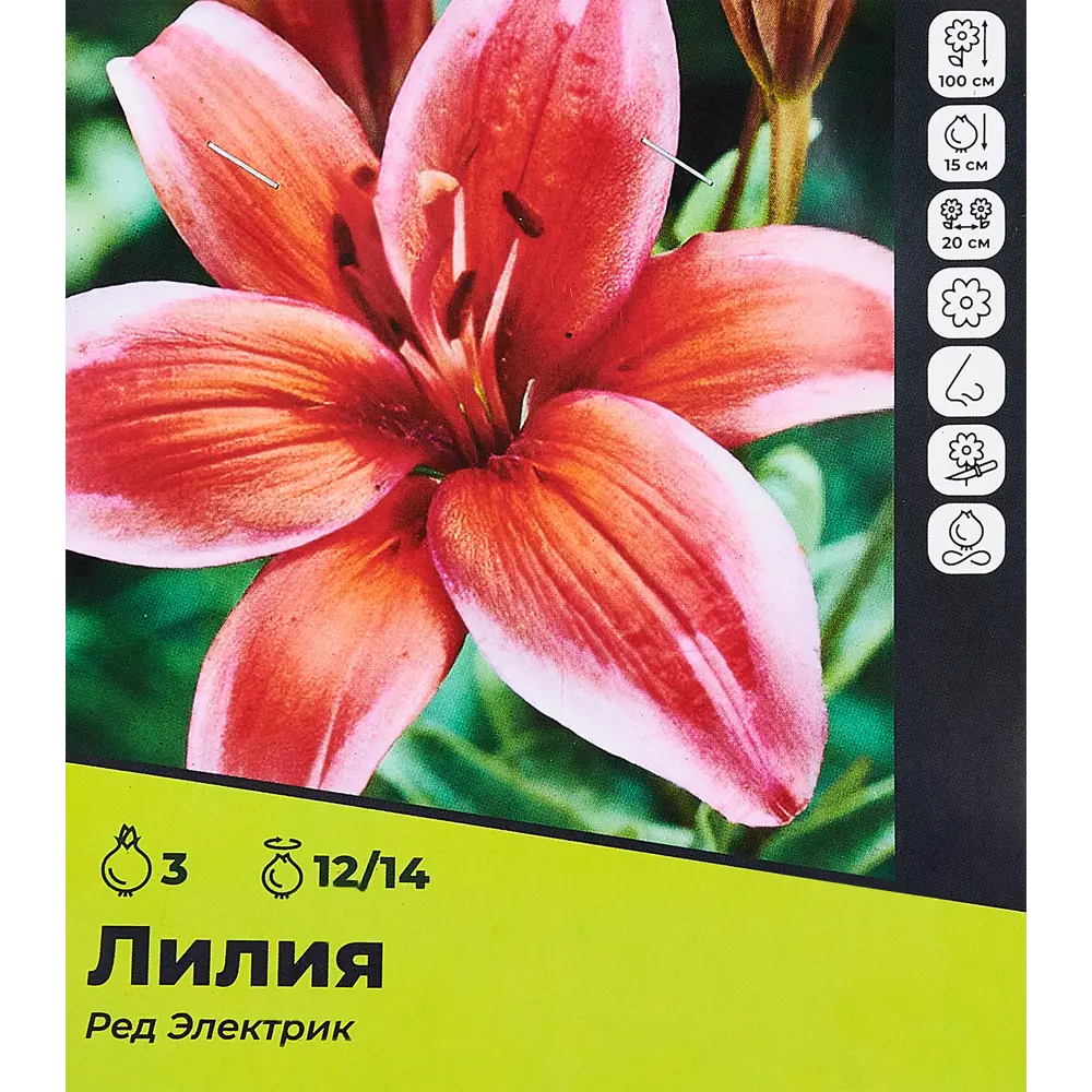 Фото Лилия Ред Экзотик луковицы 12/14, 3 шт. Фото Лилия Ред Экзотик луковицы 12/14, 3 шт.