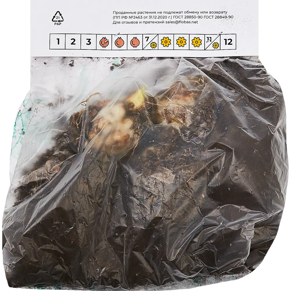 Фото 2 Лилия Ред Экзотик луковицы 12/14, 3 шт. Фото 2 Лилия Ред Экзотик луковицы 12/14, 3 шт.