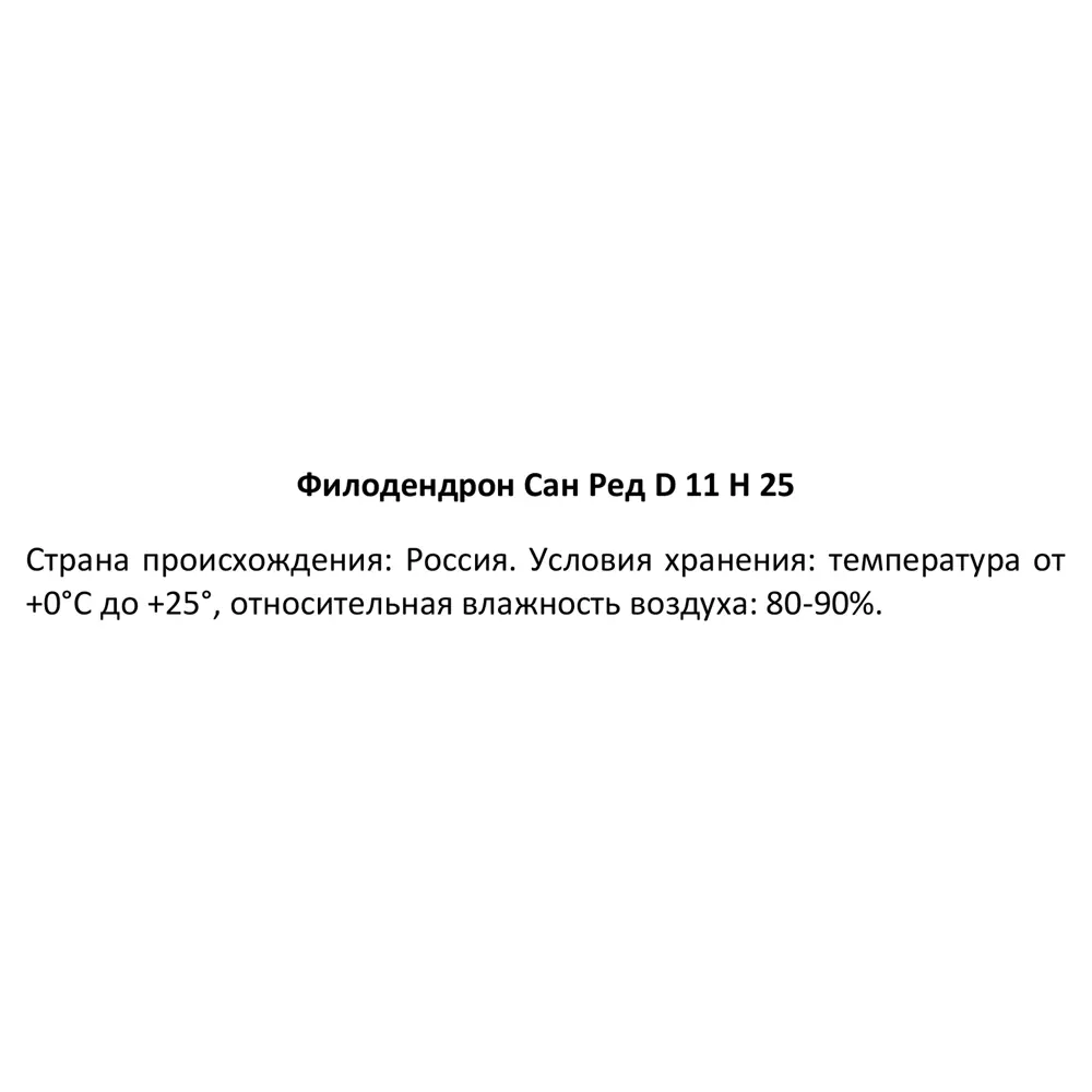 Фото 4 Филодендрон Сан Ред ø11 h25 см Фото 4 Филодендрон Сан Ред ø11 h25 см