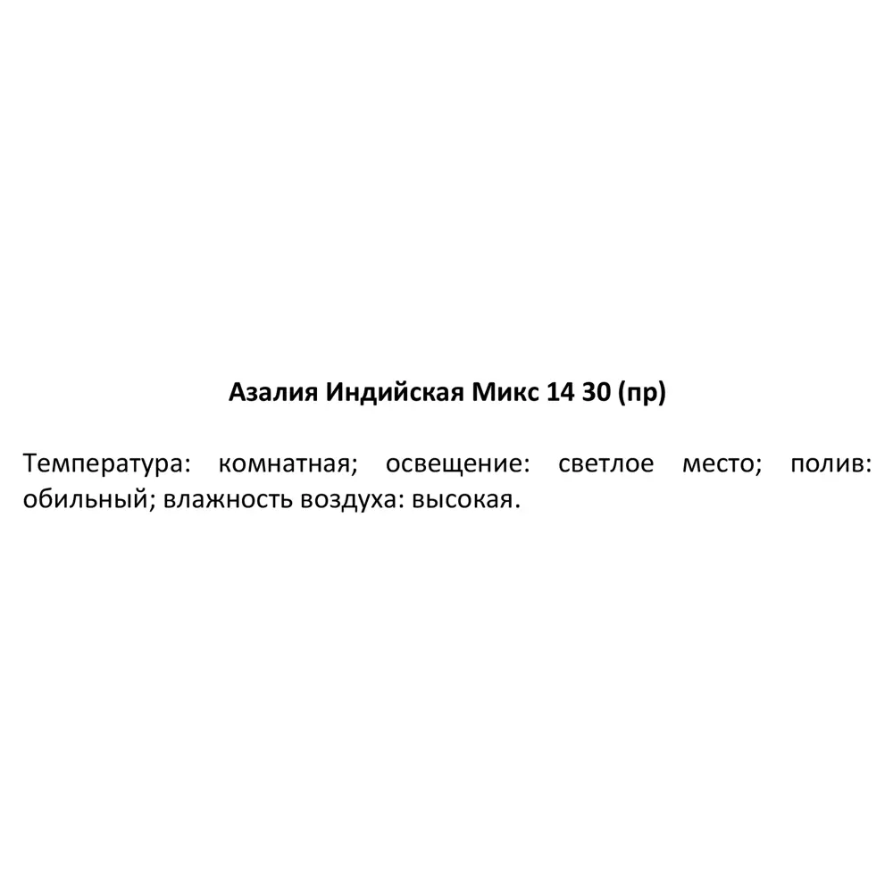Фото 5 Азалия Индийская ø14 h30 см Фото 5 Азалия Индийская ø14 h30 см