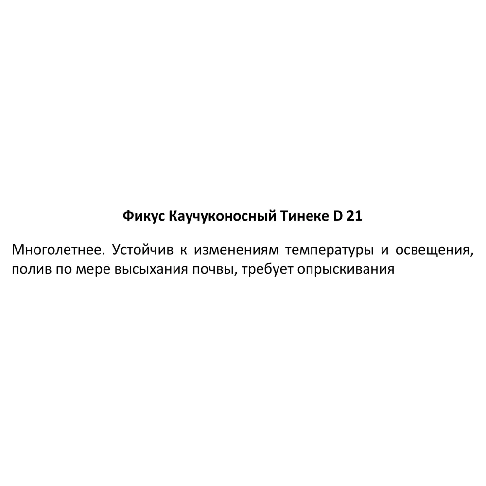 Фото 4 Фикус каучуконосный Тинеке o21 h60 см Фото 4 Фикус каучуконосный Тинеке o21 h60 см