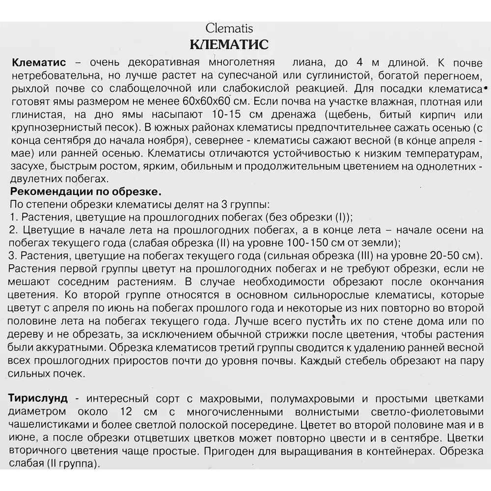 Фото 3 Клематис крупноцветковый Тирислунд ø5 h10 см Фото 3 Клематис крупноцветковый Тирислунд ø5 h10 см