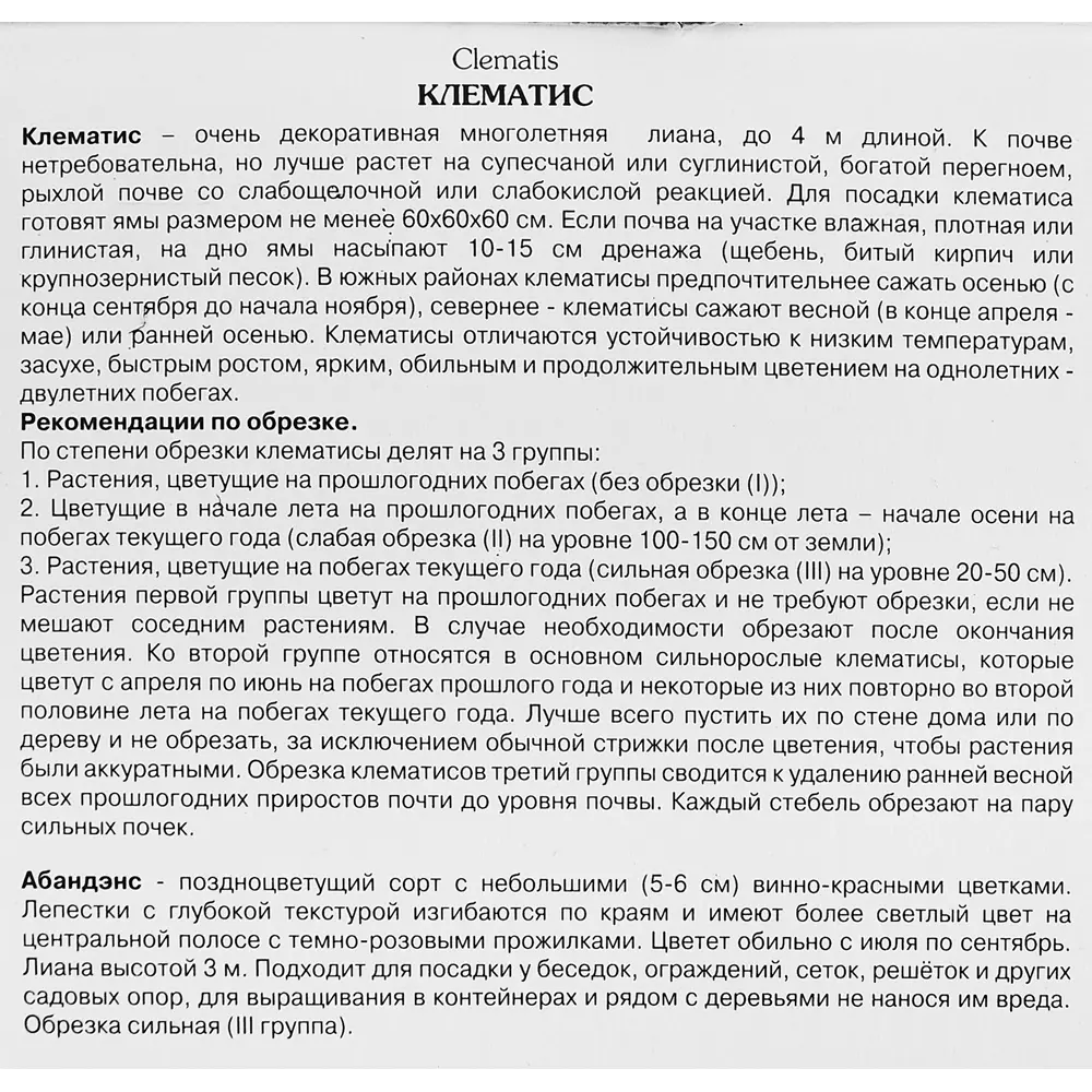 Фото 3 Клематис крупноцветковый Абандэнс ø5 h10 см Фото 3 Клематис крупноцветковый Абандэнс ø5 h10 см