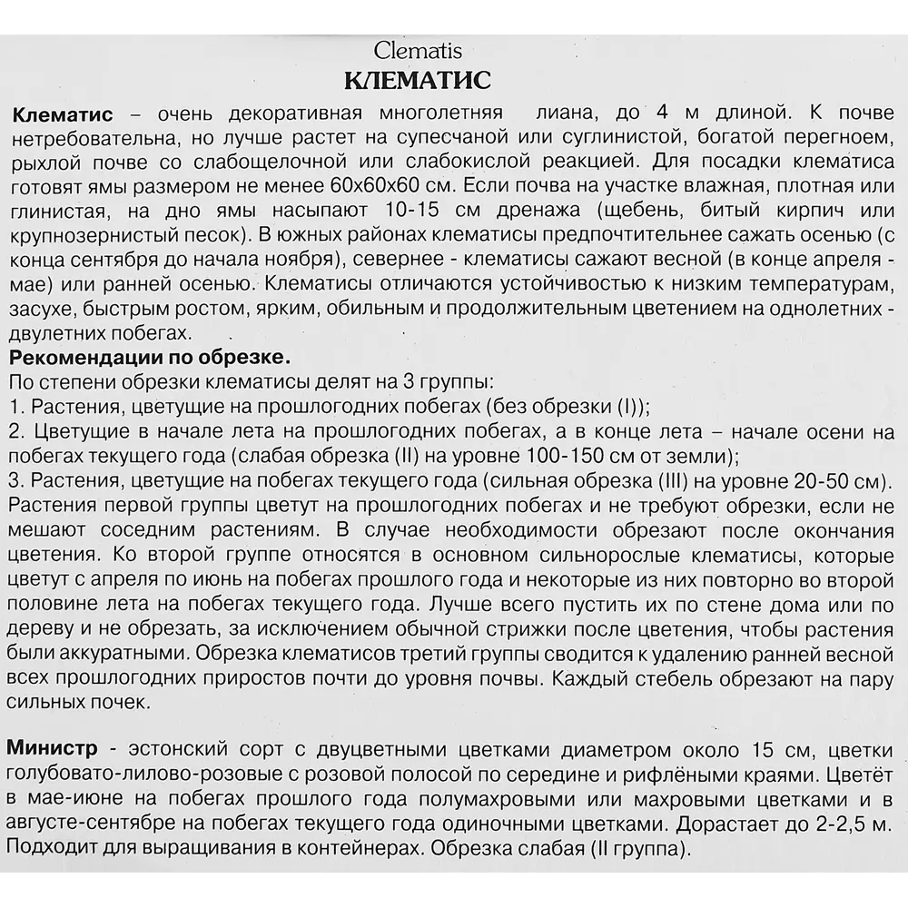 Фото 3 Клематис крупноцветковый Министр ø5 h10 см Фото 3 Клематис крупноцветковый Министр ø5 h10 см