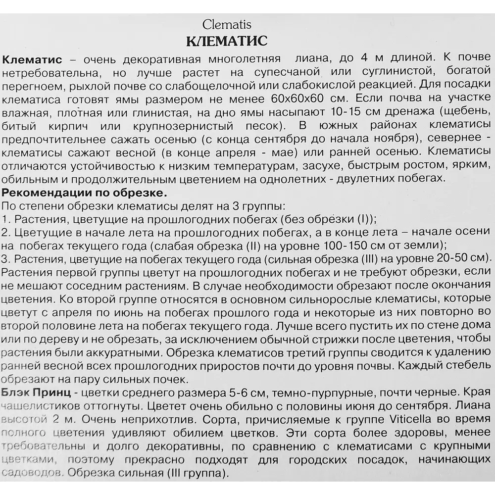 Фото 3 Клематис крупноцветковый Блэк Принц ø5 h10 см Фото 3 Клематис крупноцветковый Блэк Принц ø5 h10 см