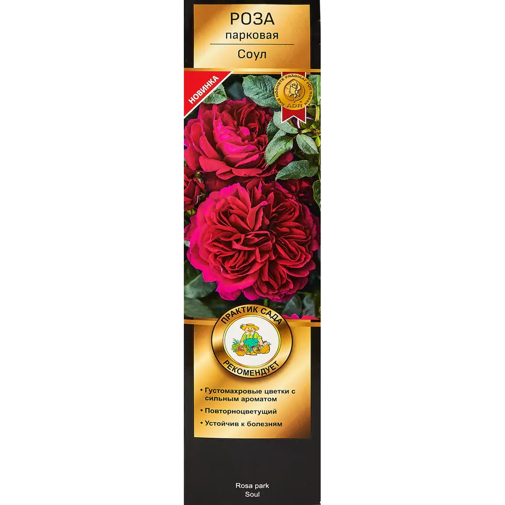 Фото Роза парковая Тантау Соул ø5 h35 см Фото Роза парковая Тантау Соул ø5 h35 см