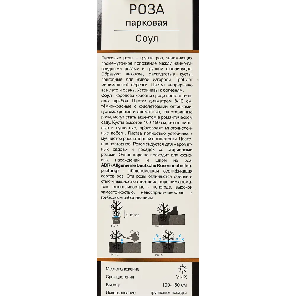 Фото 3 Роза парковая Тантау Соул ø5 h35 см Фото 3 Роза парковая Тантау Соул ø5 h35 см