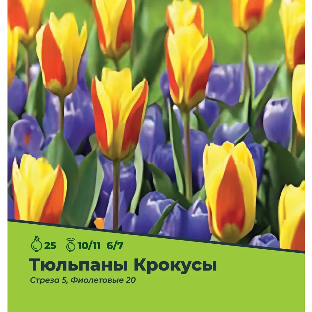 Фото 3 Тюльпан Стреза Крокусы Фиолетовые 25 штук