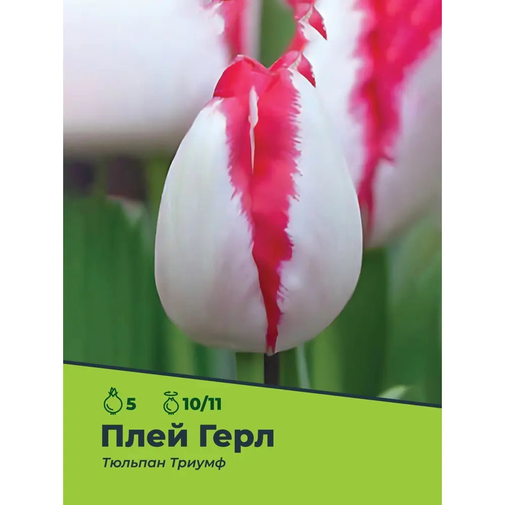 Фото 3 Тюльпан Плей Герл Триумф луковица 10/11, 5 штук Фото 3 Тюльпан Плей Герл Триумф луковица 10/11, 5 штук