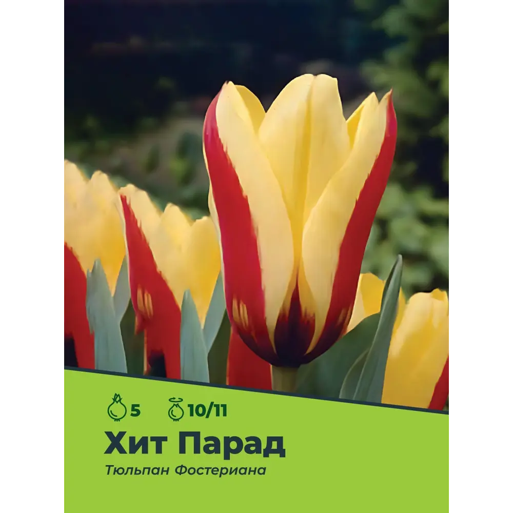 Фото 3 Тюльпан ХитПарад Фостериана луковица 10/11, 5шт Фото 3 Тюльпан ХитПарад Фостериана луковица 10/11, 5шт