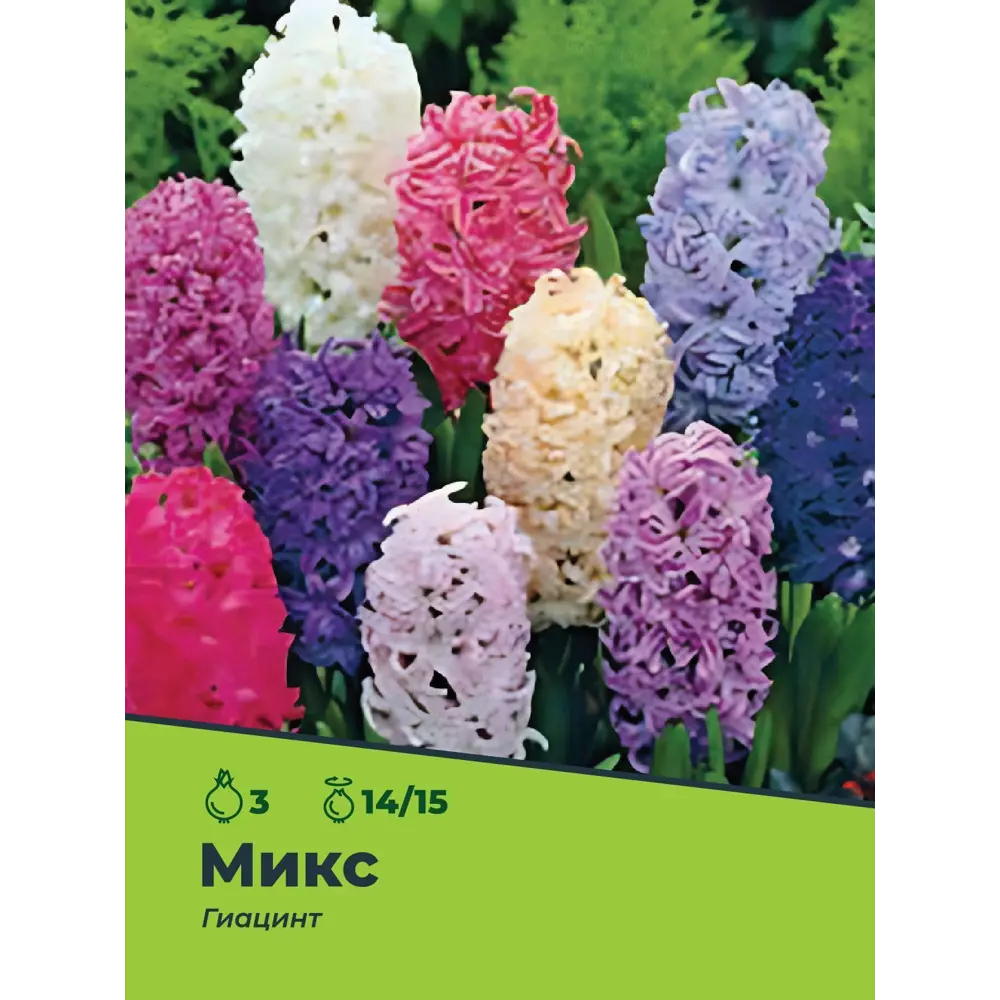 Фото 2 Гиацинт микс луковицы 14/15, 3 шт. Фото 2 Гиацинт микс луковицы 14/15, 3 шт.