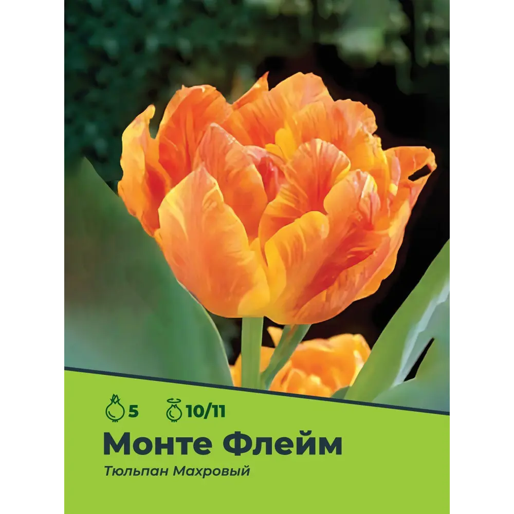 Фото Тюльпан Монте Флейм луковицы 10/11, 5 шт.