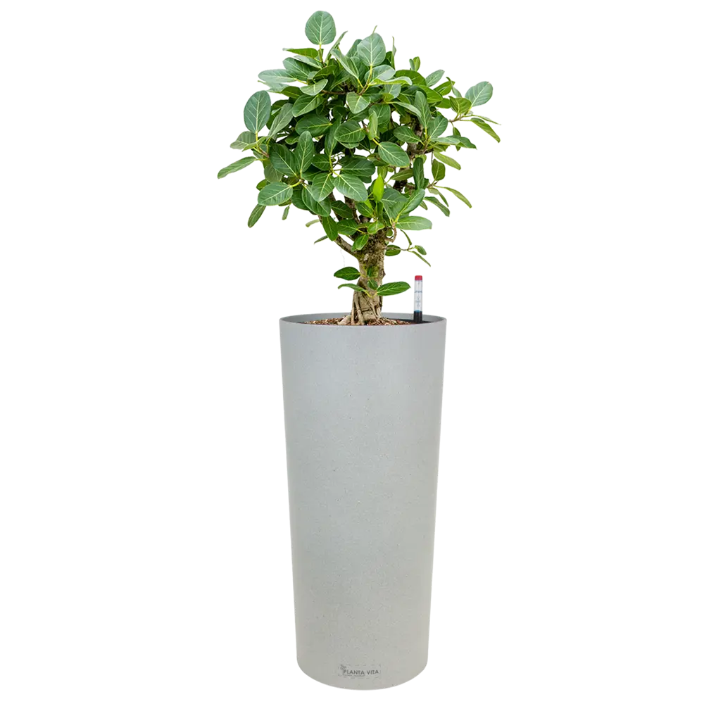 Фото Кашпо Cylinder Planta vita d 23 см 51 см 5 л пластик серый/серебристый с автополивом Фото Кашпо Cylinder Planta vita d 23 см 51 см 5 л пластик серый/серебристый с автополивом