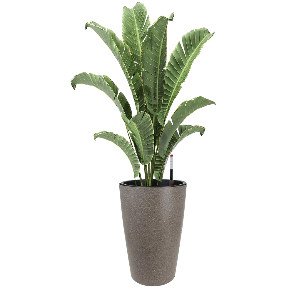 Фото Кашпо Vase Planta vita d 39 см 60 см 33 л пластик коричневый с автополивом Фото Кашпо Vase Planta vita d 39 см 60 см 33 л пластик коричневый с автополивом