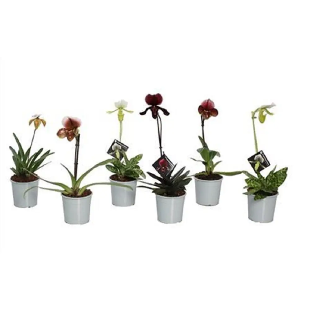 Фото Орхидея Пафиопедилум ø12 h35 см Фото Орхидея Пафиопедилум ø12 h35 см