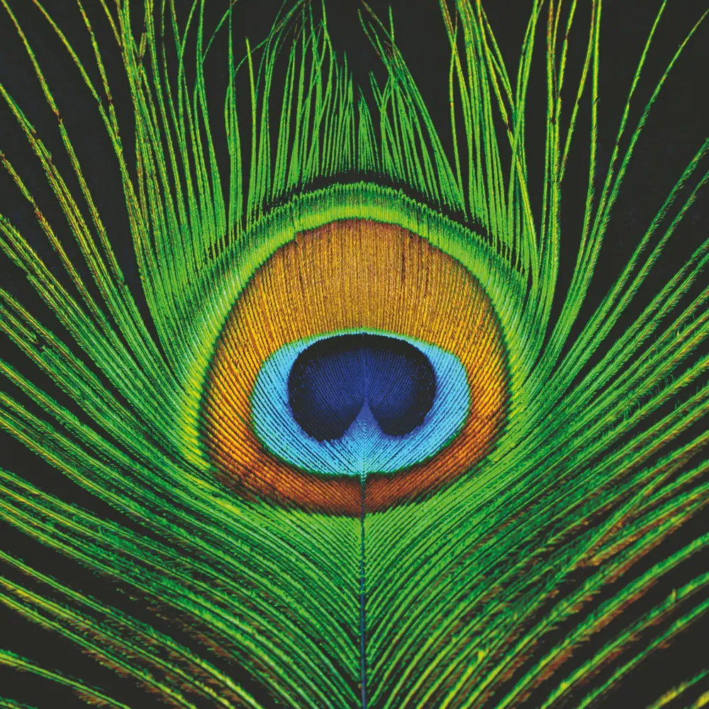 Фото 6 Картина без рамки Postermarket Перо павлина 30x30 см Фото 6 Картина без рамки Postermarket Перо павлина 30x30 см