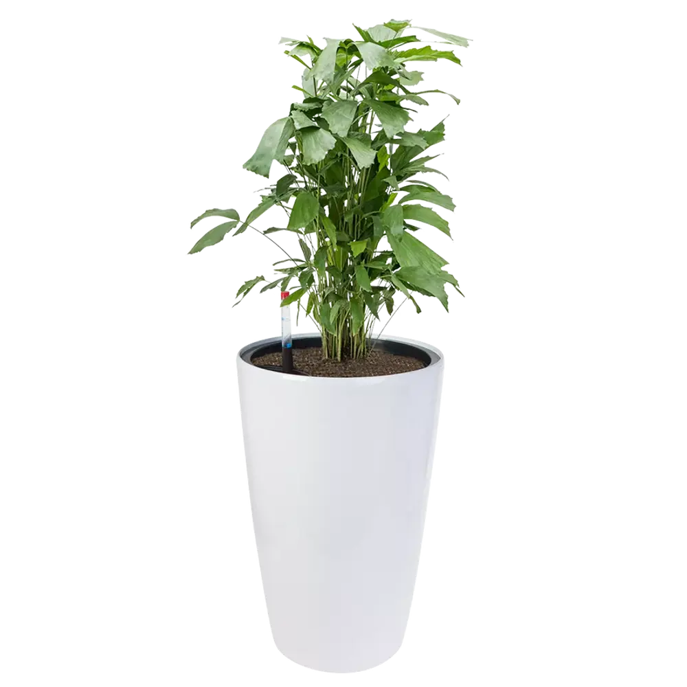 Фото 3 Кашпо Vase silk Planta vita d 33 см 57 см 14 л пластик белый Фото 3 Кашпо Vase silk Planta vita d 33 см 57 см 14 л пластик белый