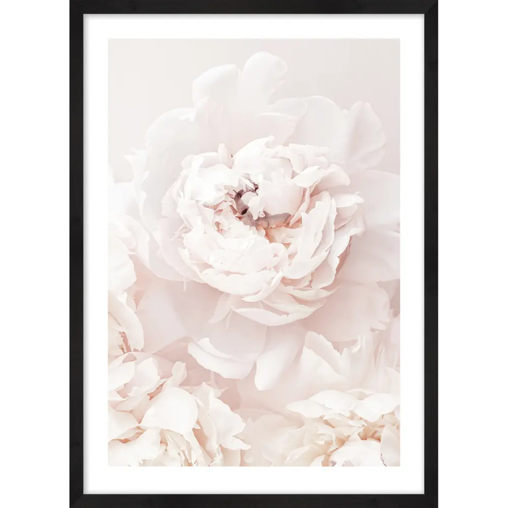 Фото 2 Картина в раме Postermarket "Белые пионы" 50x70 см Фото 2 Картина в раме Postermarket "Белые пионы" 50x70 см