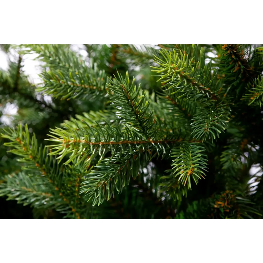 Фото 6 Искусственная Ель Crystal Trees Княжеская зеленая 210 см Фото 6 Искусственная Ель Crystal Trees Княжеская зеленая 210 см
