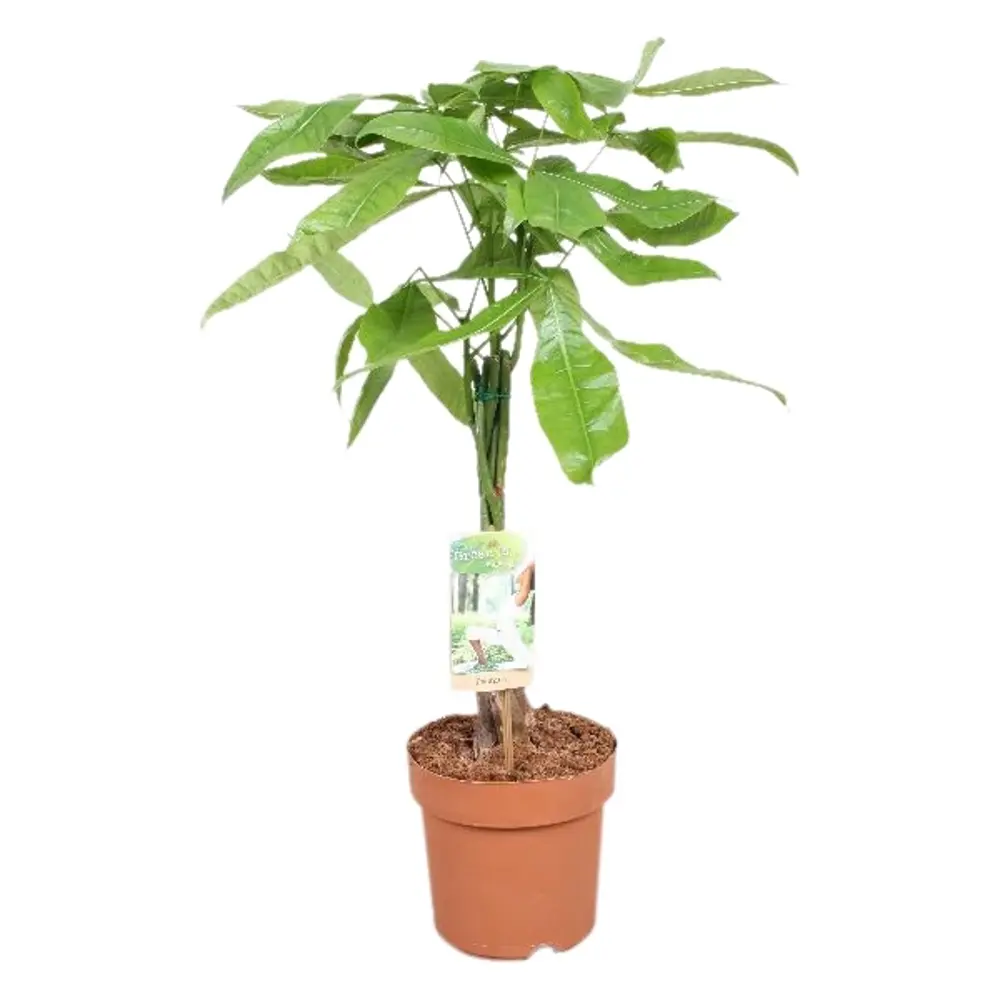 Фото Пахира ø17 h40 см Фото Пахира ø17 h40 см