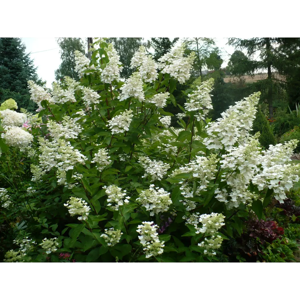 Фото Гортензия метельчатая Юник ø15 h35 см