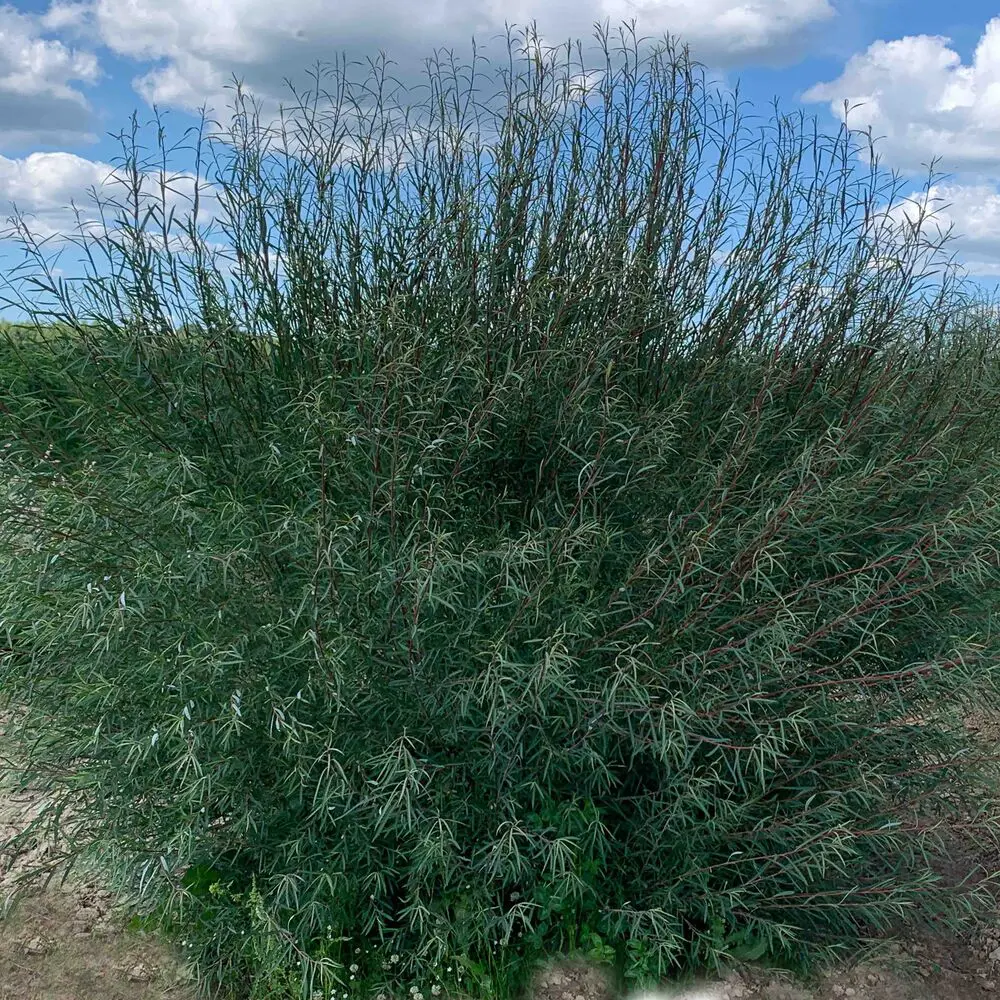 Фото Ива розмаринолистная ø15 h35 см Фото Ива розмаринолистная ø15 h35 см