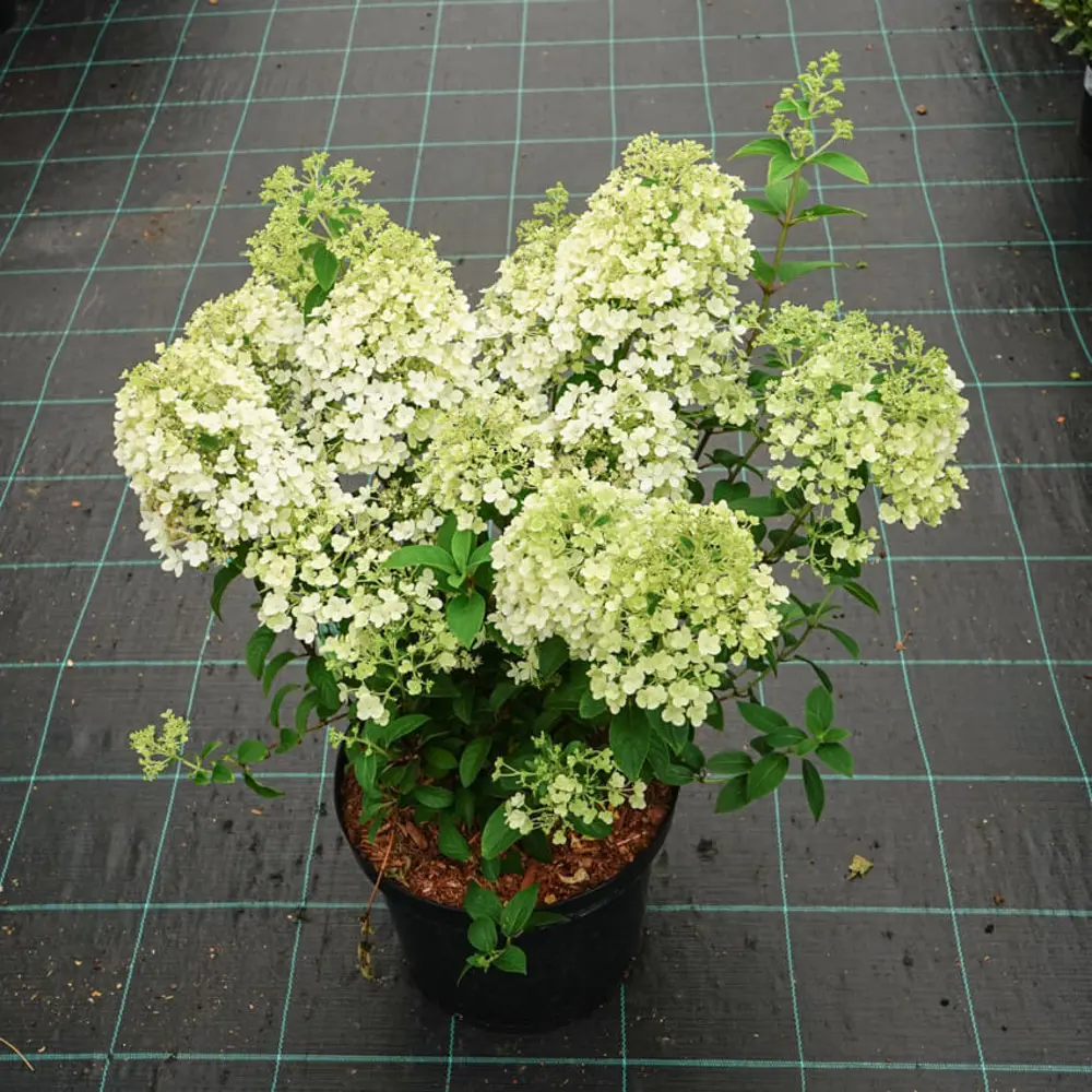 Фото Гортензия метельчатая Бобо ø19 h40 - 50 см Фото Гортензия метельчатая Бобо ø19 h40 - 50 см