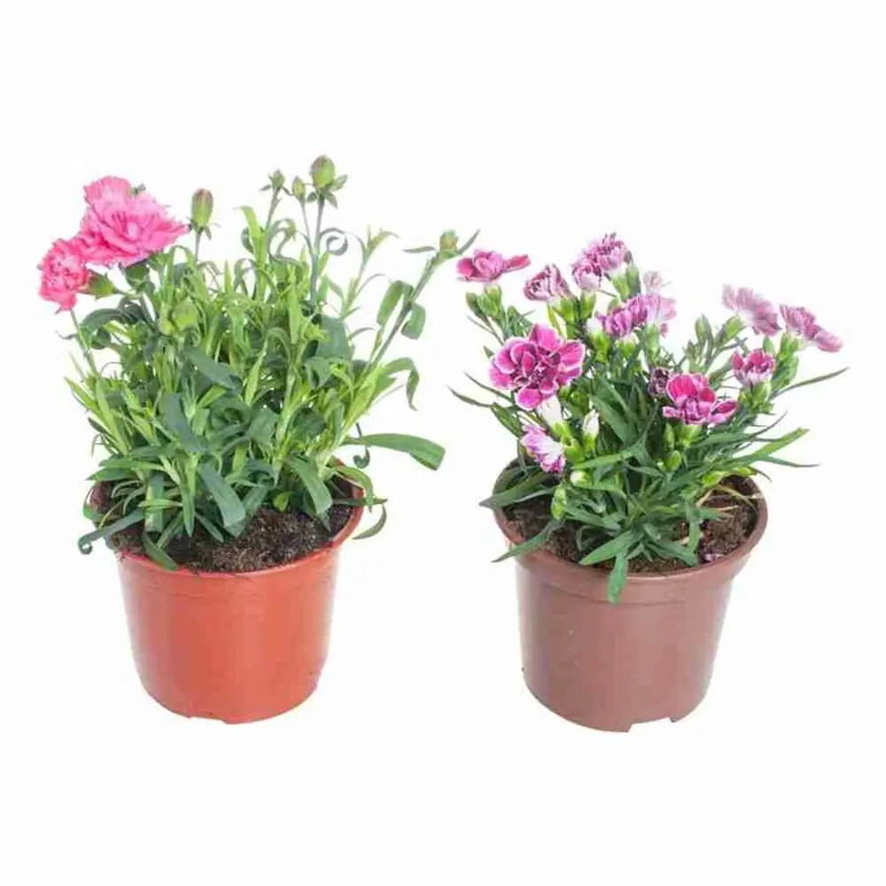 Фото Гвоздика микс ø17 h10 - 20 см