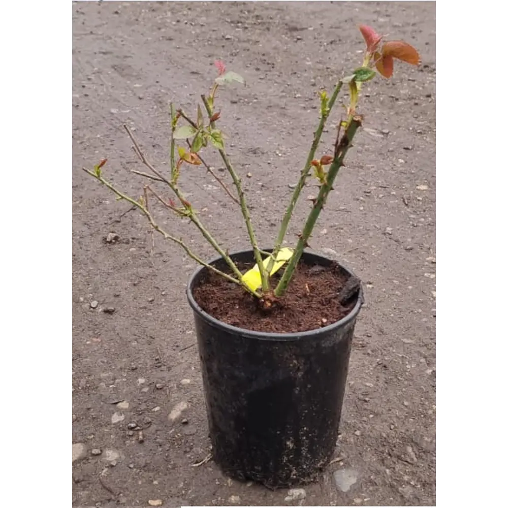 Фото Роза садовая ø19 h30 - 50 см Фото Роза садовая ø19 h30 - 50 см