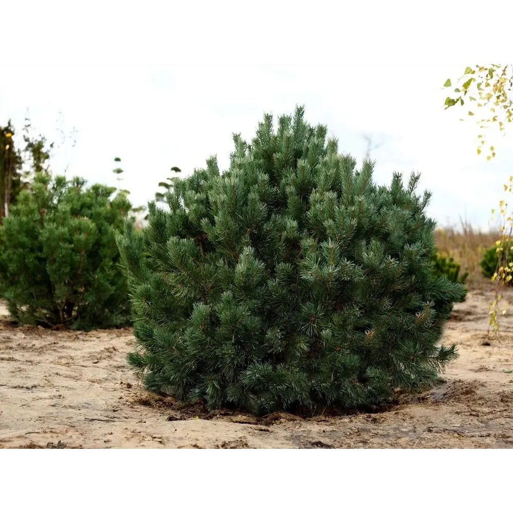 Фото Сосна обыкновенная Ватерери h15 см Фото Сосна обыкновенная Ватерери h15 см