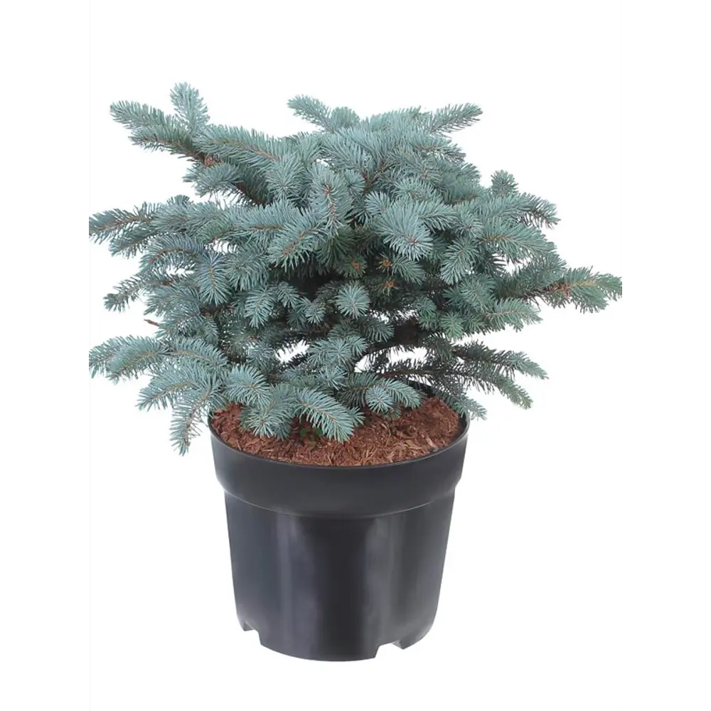 Фото Ель Глаука Глобоза ø28 h40 см Фото Ель Глаука Глобоза ø28 h40 см