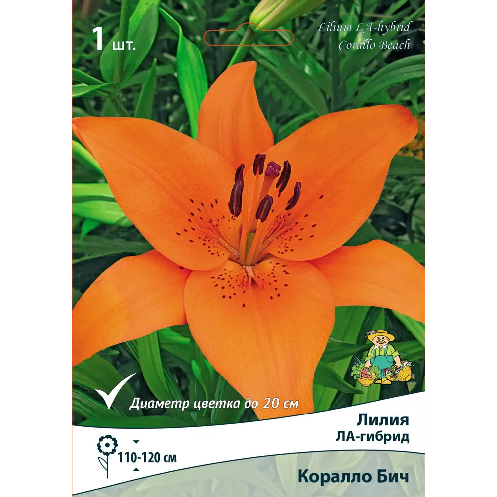 Фото Лилия Ла-гибрид Коралло Бич 14/16 Фото Лилия Ла-гибрид Коралло Бич 14/16