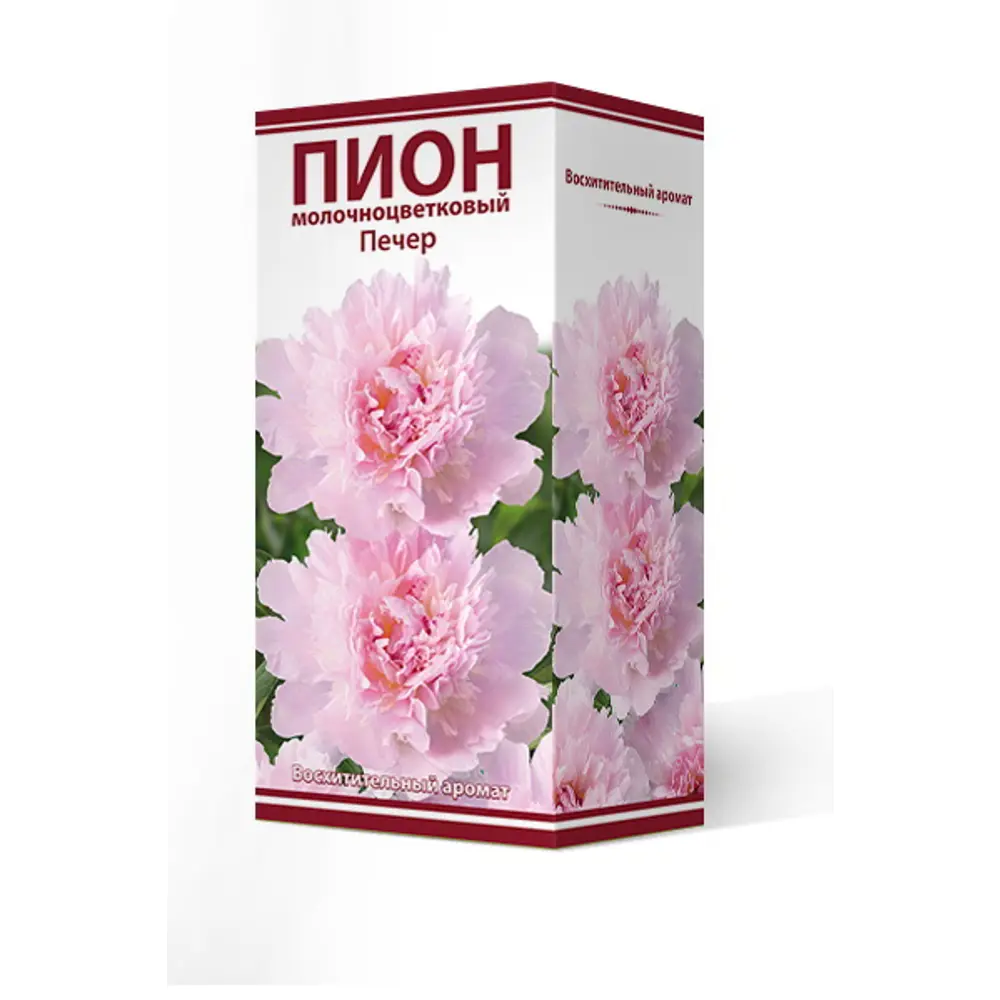 Фото Пион молочноцветковый травянистый Печер 2/3