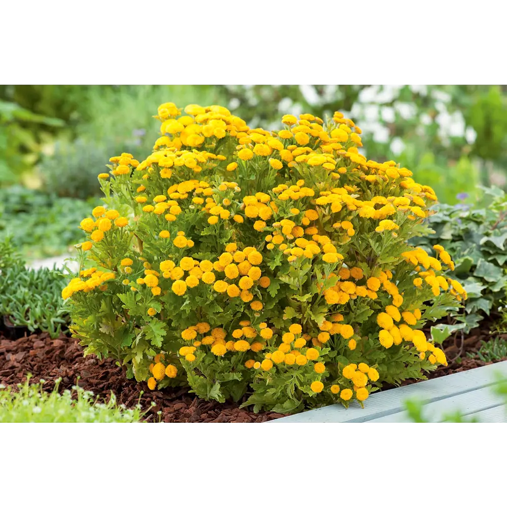 Фото Пижма микс ø17 h10 - 20 см