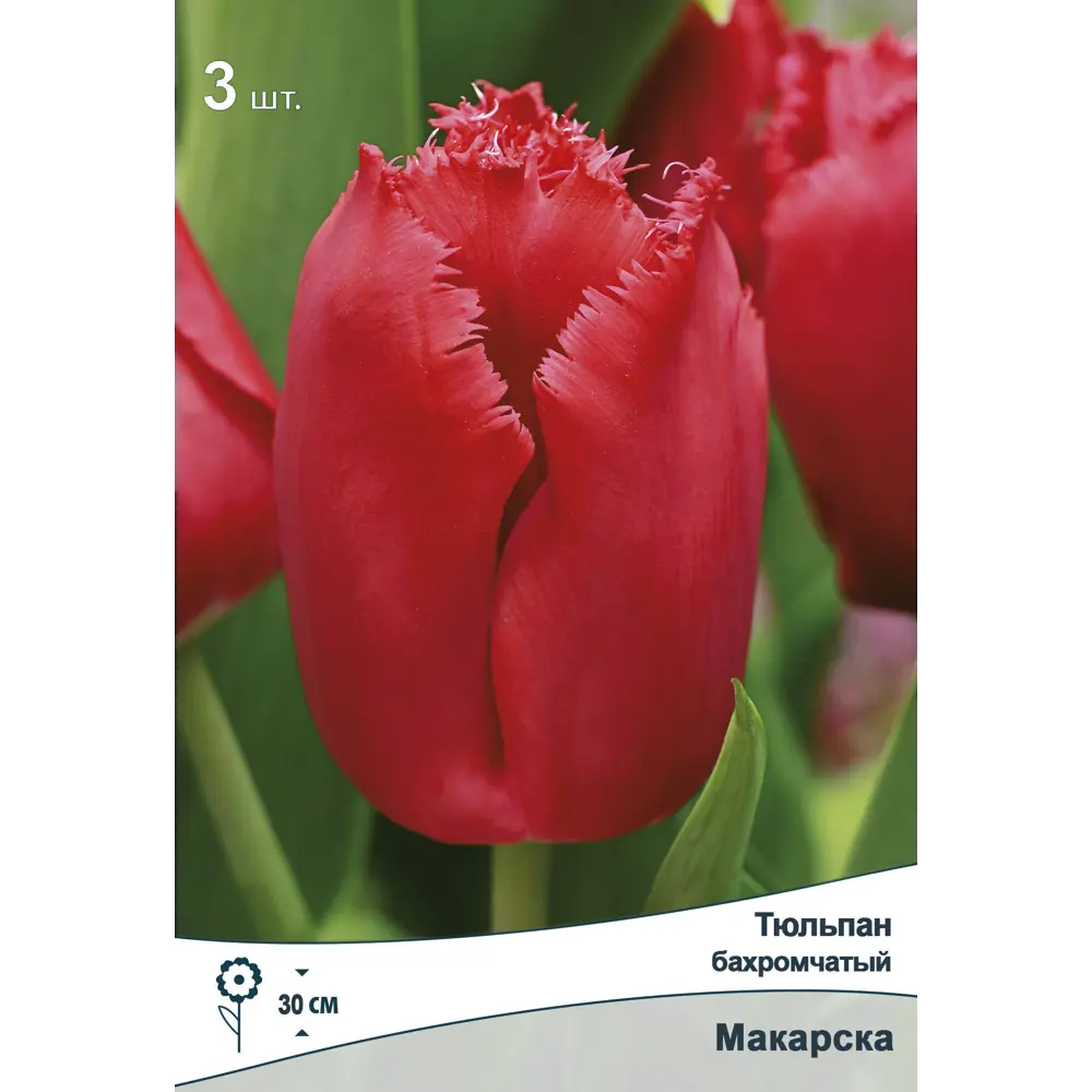 Фото Тюльпан бахромчатый Макарска 11/12, 3 шт.