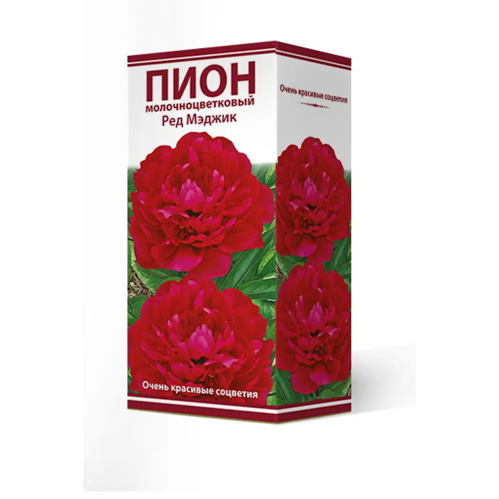 Фото Пион молочноцветковый травянистый Рэд Мэджик 2/3 Фото Пион молочноцветковый травянистый Рэд Мэджик 2/3