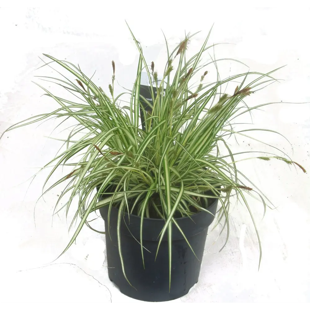 Фото Офиопогон микс ø17 h10 - 20 см