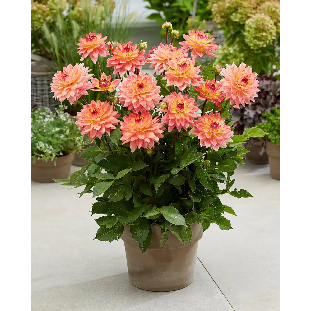 Фото Георгина бордюрная Мелоди Дора луковицы I Фото Георгина бордюрная Мелоди Дора луковицы I