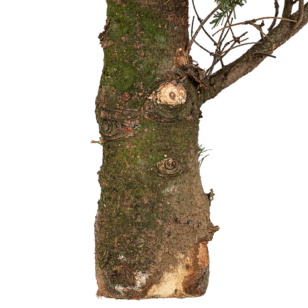 Фото 3 Пихта Фразера стандарт h150-175 см Фото 3 Пихта Фразера стандарт h150-175 см