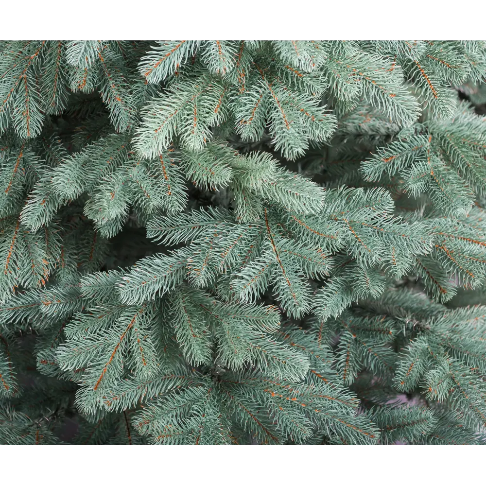 Фото 3 Ель новогодняя искусственная Кремлёвская 210 см КРМ-210-03-мск Фото 3 Ель новогодняя искусственная Кремлёвская 210 см КРМ-210-03-мск