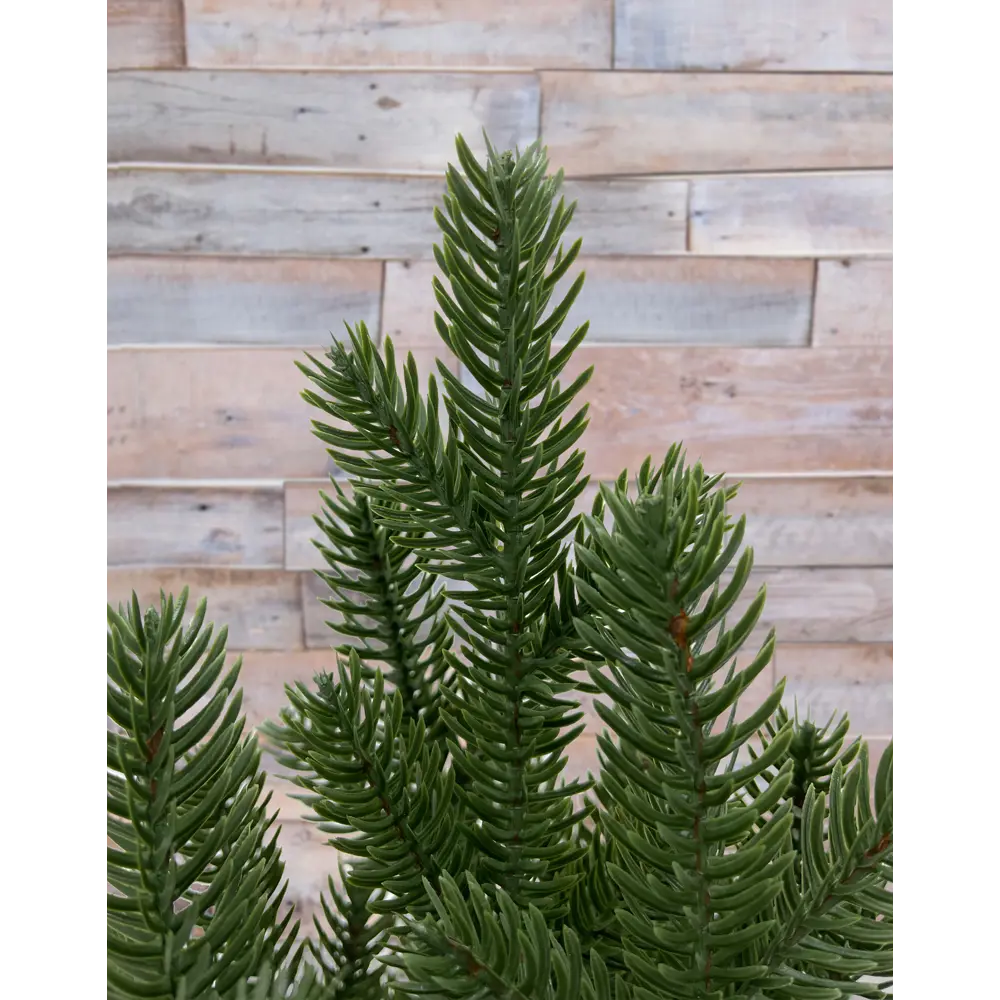 Фото 2 Ель новогодняя искусственная Black box 74626 Подмосковная 60 см Фото 2 Ель новогодняя искусственная Black box 74626 Подмосковная 60 см