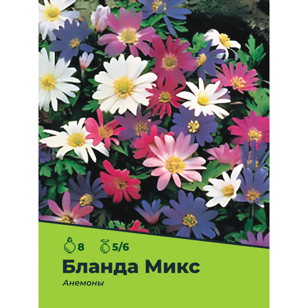 Фото Анемоны Бланда микс луковицы 5/6, 8 шт. Фото Анемоны Бланда микс луковицы 5/6, 8 шт.