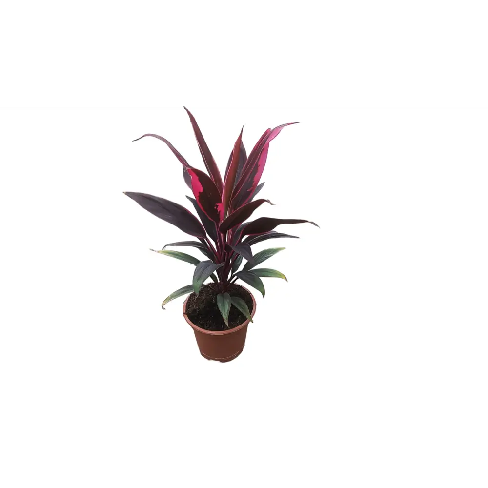 Фото Кордилина ø15 h35 см Фото Кордилина ø15 h35 см