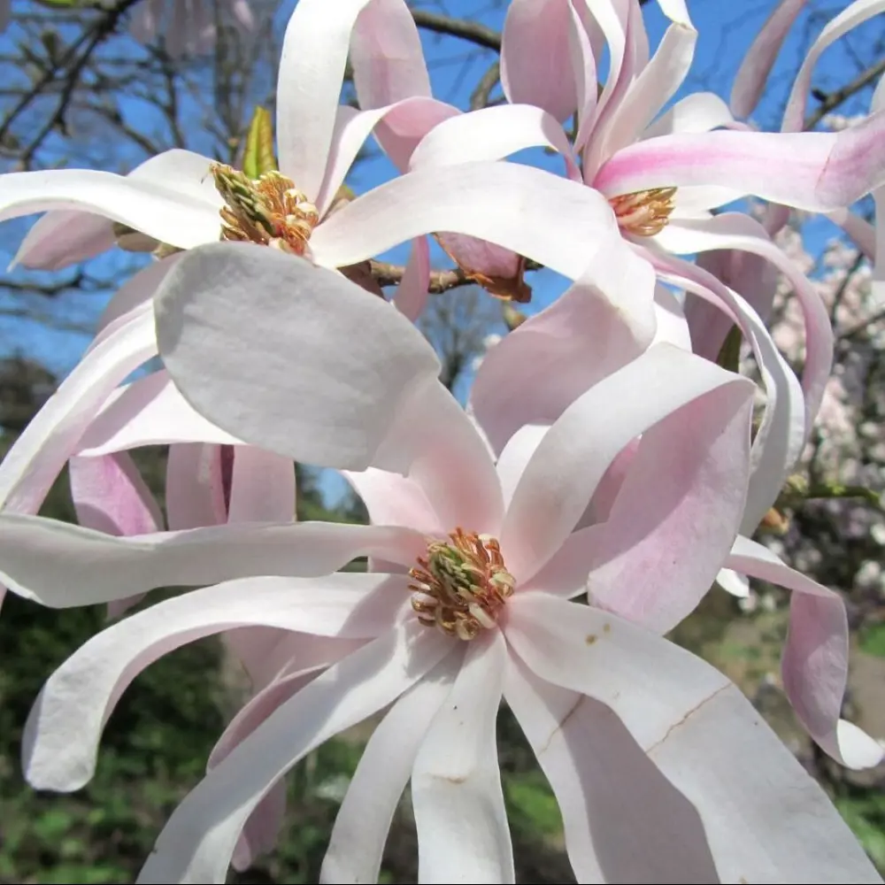 Фото 2 Магнолия лебнера Леонард Мессел h20 см