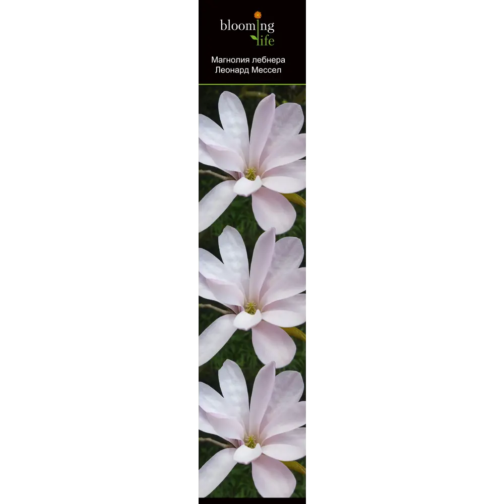 Фото Магнолия лебнера Леонард Мессел h20 см