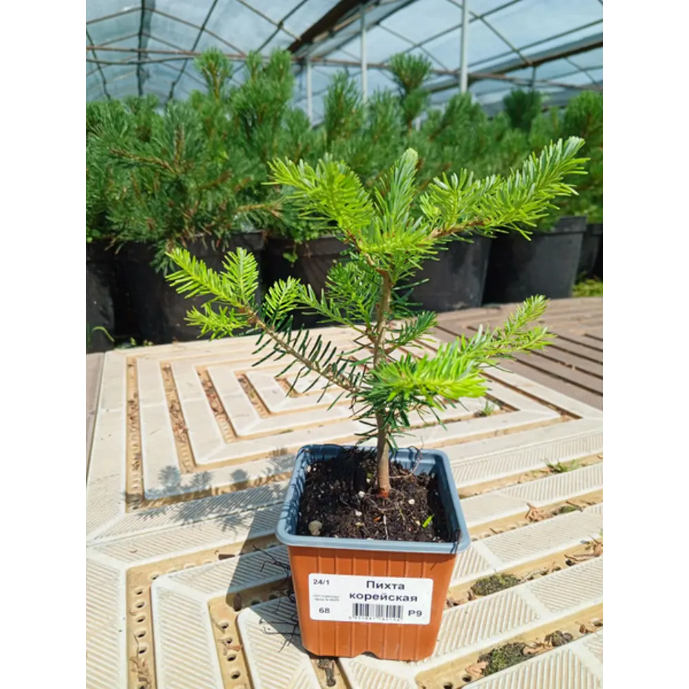 Фото Пихта корейская Фото Пихта корейская