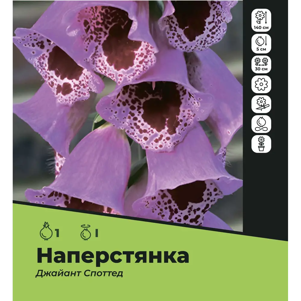 Фото Наперстянка Джайант Споттед луковицы I Фото Наперстянка Джайант Споттед луковицы I