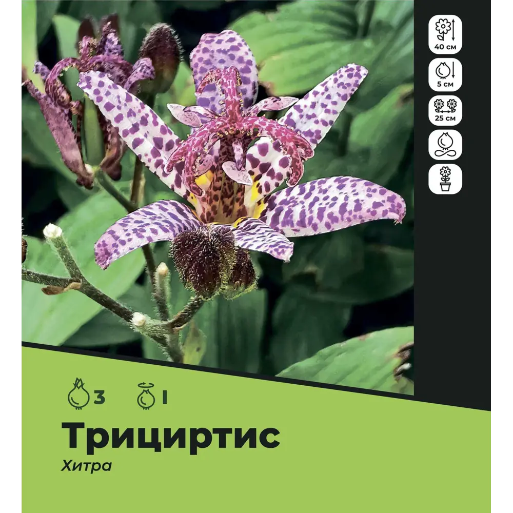 Фото Трициртис Хирта луковицы I, 3 шт. Фото Трициртис Хирта луковицы I, 3 шт.