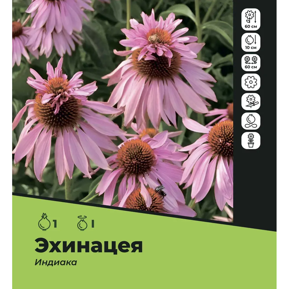 Фото Эхинацея Индианка луковицы I Фото Эхинацея Индианка луковицы I